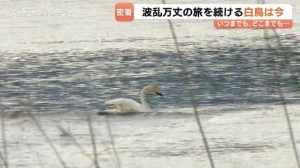 傷ついた白鳥と富山のカメラマン澤江弘一さん 消息絶った1年を乗り越え