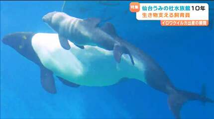 イロワケイルカの誕生、白いウニ…「仙台うみの杜水族館」開業10年を