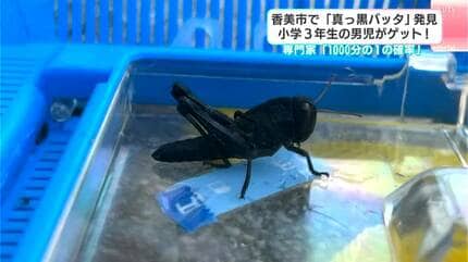 黒いバッタが短期間で2匹も発見⋯湖付近に生息 出会える確率は