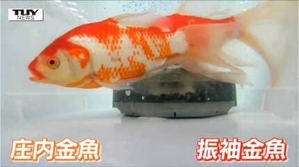 只今年末セール中 金魚色々2000円～50000円 上手に育てれば30年近く生きる!? 優雅に泳ぐ“振袖金魚” 夏の風物詩