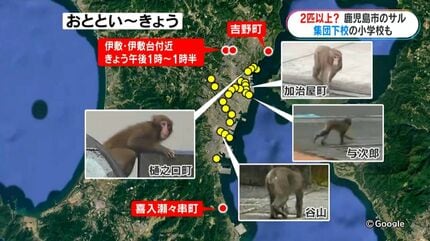 走ってきたら逃げる」住宅地や学校近くにもサル出没 小学生は教諭に