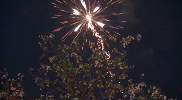 国内の先駆けとなったミュージックスターマインも目の前で…墓地から打ち上げられる40発を超す花火が全国から集まったファンを魅了、お寺の春祭りで桜と花火が競演　|　SBC NEWS | 長野のニュース | SBC信越放送