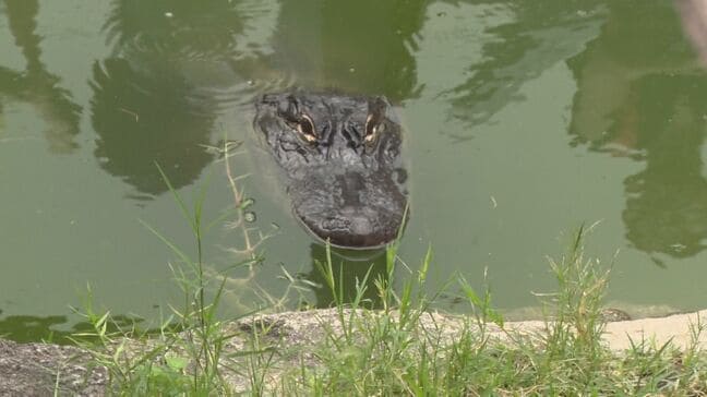 4月19日は「飼育の日」で動物飼育の体験イベント|TBS NEWS DIG