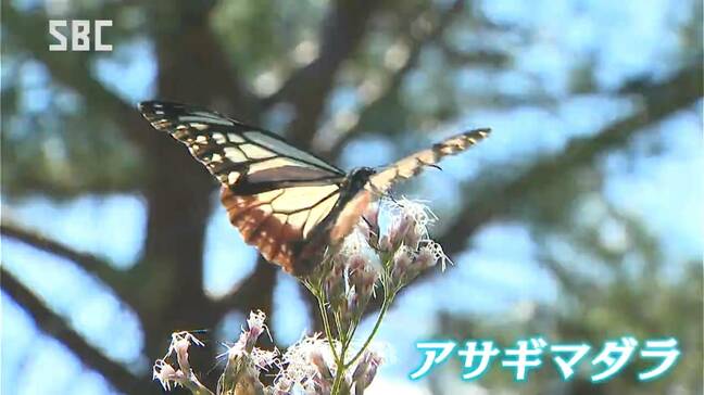 渡りをするチョウ「アサギマダラ」が飛来　上田市の住民有志が整備する里山　10月上旬には四国や九州へ　長野|TBS NEWS DIG