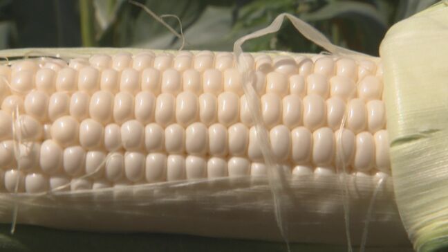 高い糖度が特徴、白いトウモロコシ「白雪姫」　小学生が1400本の苗を植え付け　大分|TBS NEWS DIG