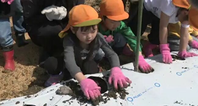 「大きくなあれ」特産の"加賀丸いも” 園児たちが種いも植えに挑戦 石川・能美市|TBS NEWS DIG