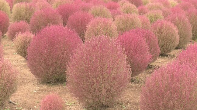 秋の訪れ告げる"ほうき草" 岐阜・郡上市で約6000株のコキアが見頃に ことしは植える間隔広げてより見やすく  ひるがの高原|TBS NEWS DIG