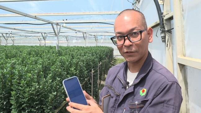 農家負担が大きかった菊の空輸コスト　出荷タイミング管理のデジタル化で船便も活用、所得向上へ【農業 × DX】|TBS NEWS DIG