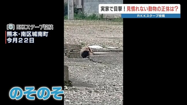 のそのそと歩く動物　熊本市南区城南町に現れた　これ何？|TBS NEWS DIG