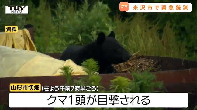 米沢市でクマを緊急銃猟で駆除 民家近くに1頭居座り市が判断 山形市でも目撃など後をたたず|TBS NEWS DIG