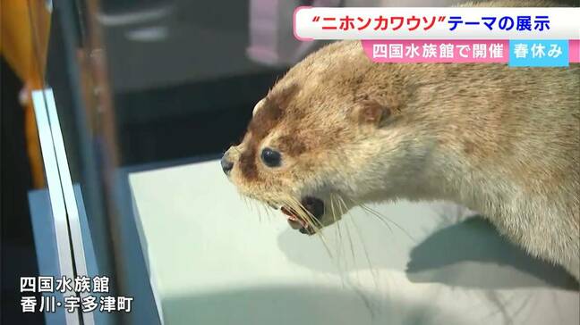 四国水族館で幻の動物となった二ホンカワウソをテーマにした特別展示　確かな目撃から50年【香川】|TBS NEWS DIG