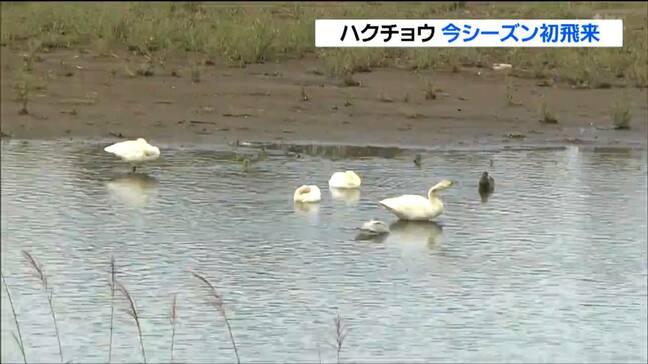 冬の使者「ハクチョウ」が今シーズン初飛来 例年より2日早い 宮城・栗原市|TBS NEWS DIG