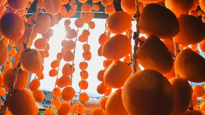 オレンジ色のカーテンが軒先を彩る　甲州市で特産の枯露柿づくりが最盛期　今年の収穫量は倍以上　|　山梨のニュース | ＵＴＹテレビ山梨