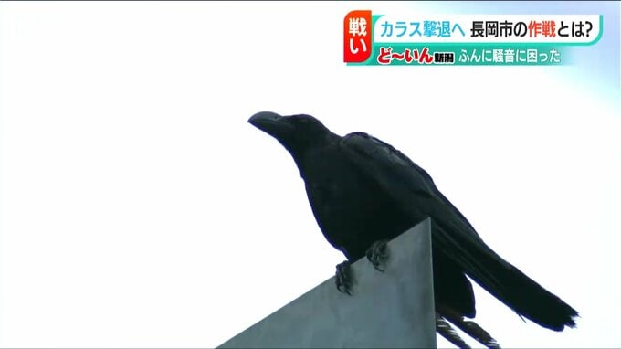 「カラスに勝ちたい」JR長岡駅前で25年続く“人間vsカラス”の知恵比べ　鳴き声&レーザーでカラスを撃退できるか　|　新潟のニュース・天気｜BSN NEWS｜BSN新潟放送