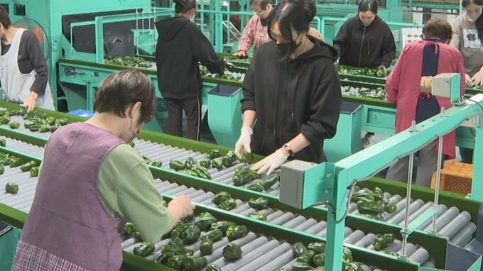 県産「夏秋ピーマン」出荷始まる　西日本最大の生産量　大分　|　大分のニュース｜OBS NEWS｜大分放送