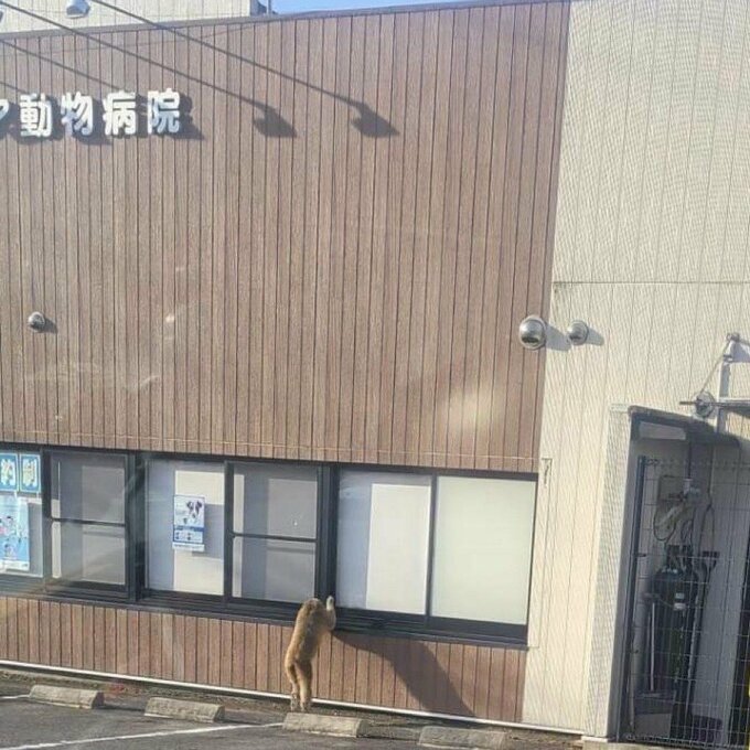 動物病院をのぞくサル　須賀川市内でサルの目撃相次ぐ　不用意に近づかず通報を　福島　|　福島のニュース│TUF