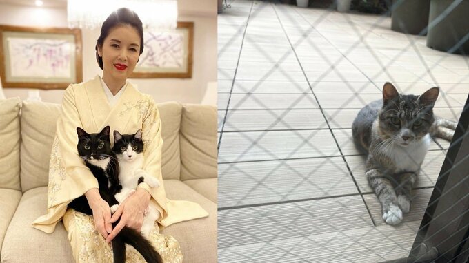 【 ねこ 】藤あや子さん　庭にキジトラのお客さん「3食昼寝付きで遊びに」　 “親睦を深めてから保護” にフォロワー反応「焦る気持ちを抑えて」|TBS NEWS DIG