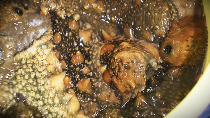 「怪獣みたい…まってまって！ほんとにいやだ！」→「意外によかった」食べるのも捌くのも初めて…女子学生の人生初ナマコ！　|　青森のニュース│ATV NEWS│青森テレビ