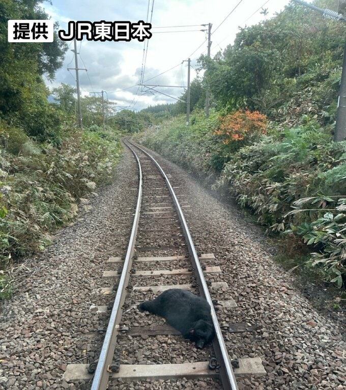 「前年度の5倍近く」“クマ害”で列車も受難 衝突相次ぎ運休や遅れ42件と過去最多　JR東日本東北本部|TBS NEWS DIG