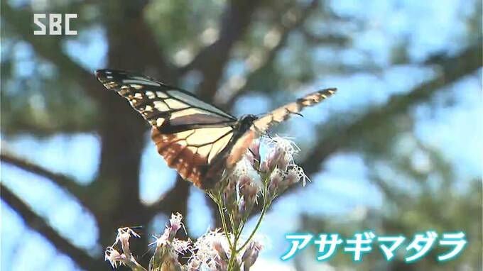 渡りをするチョウ「アサギマダラ」が飛来　上田市の住民有志が整備する里山　10月上旬には四国や九州へ　長野　|　SBC NEWS | 長野のニュース | SBC信越放送