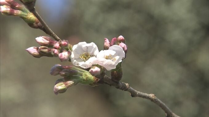 【速報】サクラ咲く！鳥取市で〝ソメイヨシノ〟開花…去年より８日早い　|　BSSニュース | BSS山陰放送
