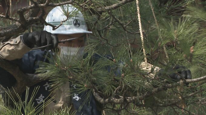 春の訪れを思わせる陽気 金沢で雪吊り外し始まる　|　石川県のニュース｜MRO北陸放送