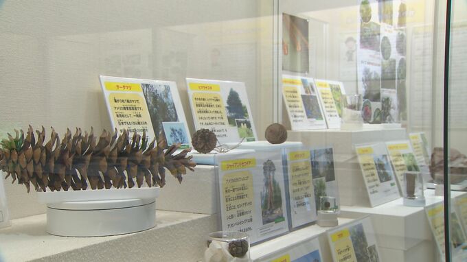 地元の自然に目を向けて　やまぐち植物さんぽ始まる　山口市　県立山口博物館　|　山口のニュース・天気・防災｜tys NEWS｜ｔｙｓテレビ山口