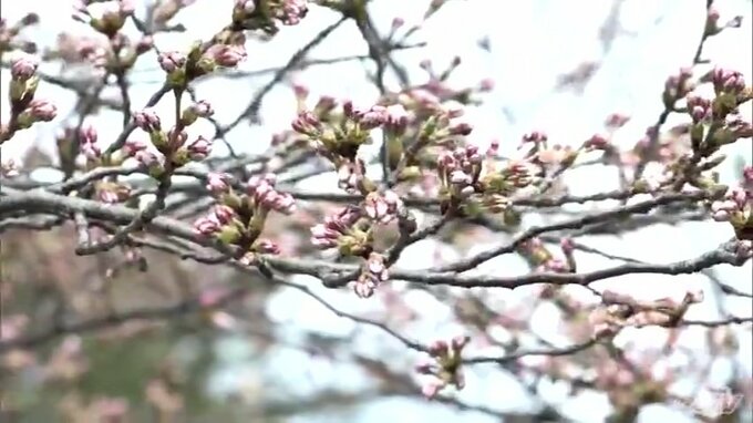 【速報・追記あり】弘前公園のサクラ　開花予想が「4月18日」に　満開日は「4月22日」と予想　青森県弘前市|TBS NEWS DIG