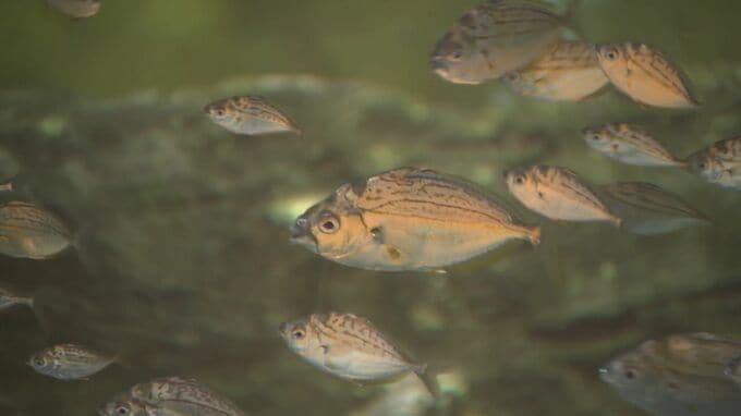 中海で魚が大量死　原因は「汽水湖」と「突然の強風」か　|　BSSニュース | BSS山陰放送