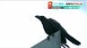 「カラスに勝ちたい」JR長岡駅前で25年続く“人間vsカラス”の知恵比べ　鳴き声&レーザーでカラスを撃退できるか　|　新潟のニュース・天気｜BSN NEWS｜BSN新潟放送