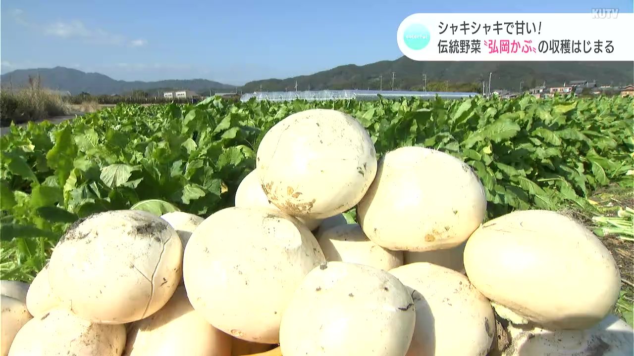 シャキシャキで甘い！冬の伝統野菜“弘岡かぶ”の収穫始まる「今年は台風