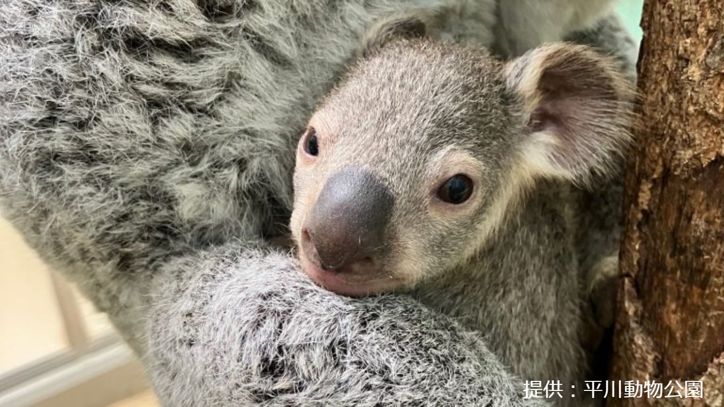 赤ちゃんコアラがこんにちは 平川動物公園で20頭目 | 鹿児島のニュース