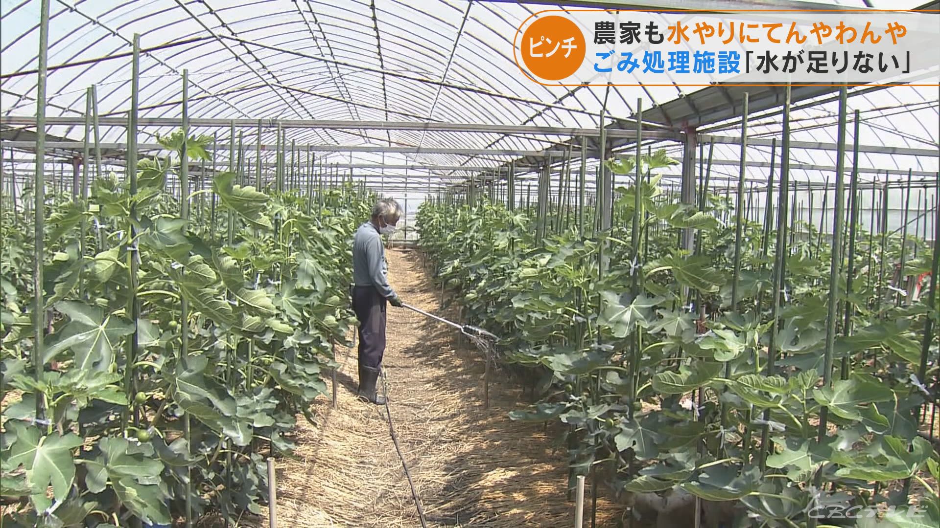 カチカチで田植え機の歯が立たない 農業用水止まりイチジク農家も大変 ゴミ処理場は焼却炉が半分動かずピンチ 愛知 明治用水 東海地方のニュース Cbc News Cbc Web 2ページ カチカチで田植え機の歯が立たない 農業用水止まりイチジク農家も大変 ゴミ処理場は焼却炉が半分動かずピンチ 愛知 明治用水 東海地方のニュース Cbc News Cbc Web 2ページ