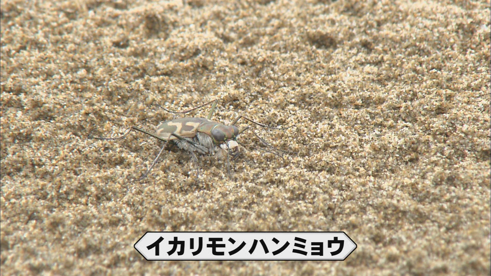 イカリモンハンミョウ 標本 残りわずか 後編】2010年ごろ200匹に激減、その後5万匹超に「奇跡の昆虫」イカリ