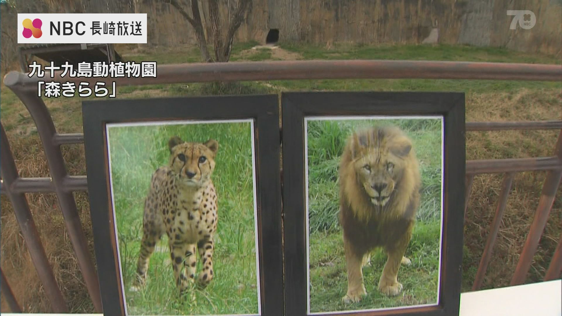 県内唯一の2頭が 佐世保市の動植物園 森きらら のライオンとチーターが死ぬ Tbs News Dig