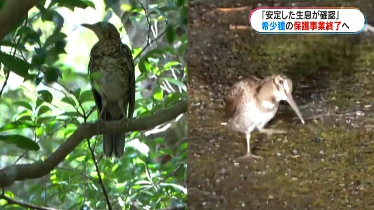 国内初 希少種の保護増殖事業完了の見通し 奄美市で検討会 | 鹿児島の