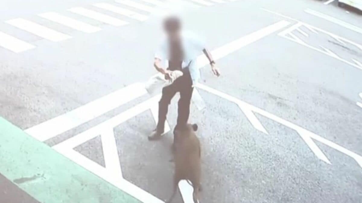 男性4人がイノシシに襲われる ｢飛びかかるように乗っていた｣ 約1時間半後に捕獲後死ぬ 突進してくる様子も… 愛知･豊田市