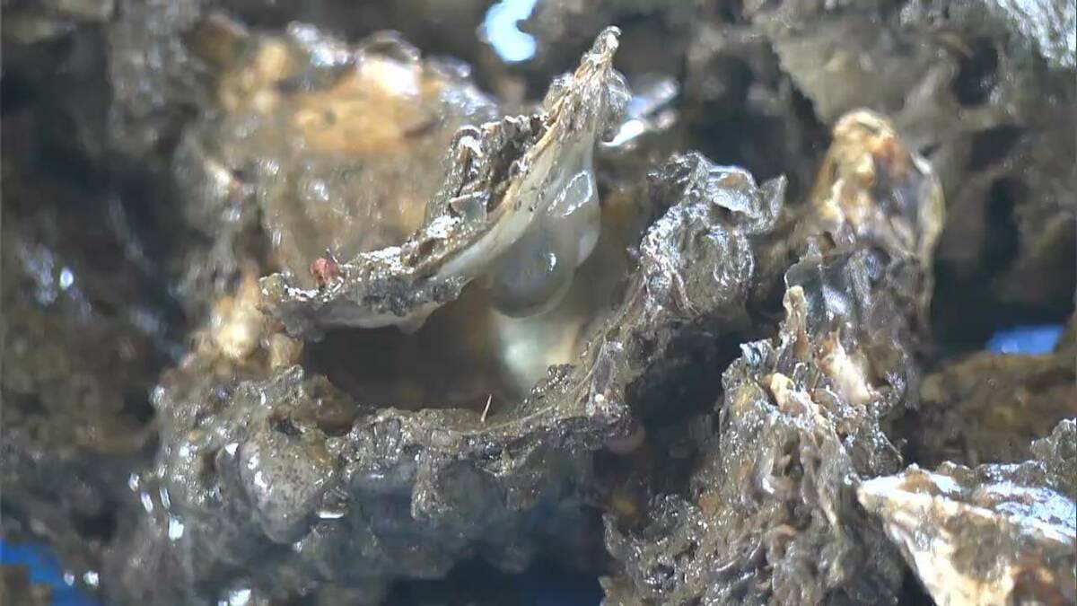 牡蠣の大量死　邑久町漁協と牛窓町漁協の組合長が瀬戸内市長に支援要請【岡山】