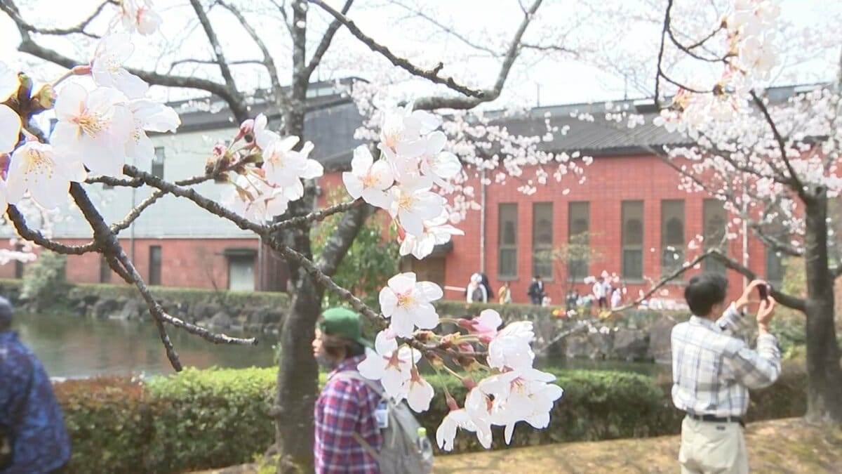 早くも桜満開！いいちこ日田蒸留所で春の蔵開き