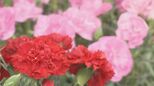 母の日のカーネーションどうすれば長持ちする?花屋さんに聞いてみた 鉢植えは窓辺に 切り花は直接日光が当たらない場所に【チャント!調査隊】 | 名古屋・愛知・岐阜・三重のニュース【CBC news】 | CBC web