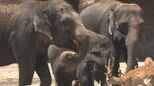 動物だって夏バテ対策 スイカをかじるゾウの姿がかわいすぎた リスザルにはイチゴやマンゴー入りの“特製フルーツ氷”|TBS NEWS DIG