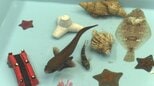 魚に直接タッチ&覗き水槽が人気「磯の生物展」開催 ウマヅラハギやツネメバル展示、4と0の付く日はえさやり体験も 岩手・宮古市|TBS NEWS DIG