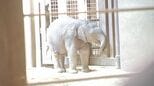 米・ワシントンの動物園でアジアゾウの赤ちゃんがデビュー|TBS NEWS DIG