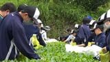 “走り新茶”の産地で中学生が茶摘み体験　鹿児島・枕崎市　|　鹿児島のニュース｜MBC NEWS｜南日本放送