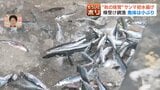 シーズン到来…しかし「1匹わずか30g」サンマ初水揚げも小ぶりにショック 今年の来遊量は過去最少レベル予想、暖水塊や親潮影響で漁場遠のく懸念も | 北海道のニュース|HBC北海道放送