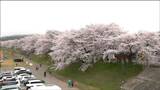 「圧巻ですね」一目千本桜が満開 白石川沿いに約1200本 花見客でにぎわう 宮城・大河原町~柴田町 | 宮城のニュース│tbc NEWS│tbc東北放送