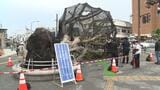 台風6号で倒れた沖縄市のガジュマル　原因は強風　一時的に移植が決定|TBS NEWS DIG