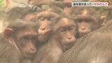 今季一番の冷え込み~サルだんごで暖を取る 山口県宇部市|TBS NEWS DIG