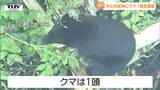 米沢市中心部のクマ 捜索の結果1頭のみで子グマと思われた影は岩 捕獲されたクマは駆除される(山形)|TBS NEWS DIG