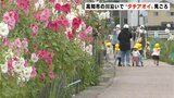 「たくさんの花が咲いていてきれい」高知市の川沿いで“タチアオイ”が見頃 約4000本が咲き誇る | 高知のニュース・天気|KUTV NEWS | KUTVテレビ高知